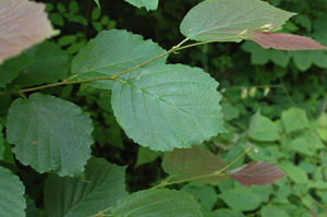 Common Witchhazel leaves